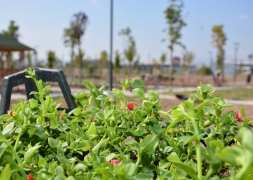 Şuhut Millet Bahçesinde 98.000 Fidan Toprakla Buluşuyor.