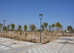 Şuhut Millet Bahçesinde 98.000 Fidan Toprakla Buluşuyor.