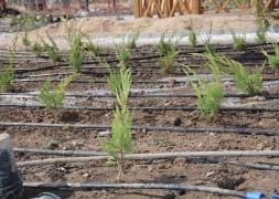 Şuhut Millet Bahçesinde 98.000 Fidan Toprakla Buluşuyor.