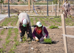 Şuhut Millet Bahçesinde 98.000 Fidan Toprakla Buluşuyor.