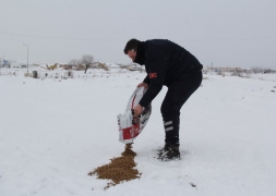 Başkan Recep Bozkurt Sokak Hayvanlarını Unutmadı