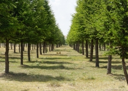 Şuhut Millet Bahçesinde Şubat’ta Hayat Başlıyor.