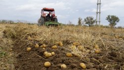 ŞUHUT’TA PATATES HASADINDA SON GÜNLER