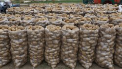 ŞUHUT’TA PATATES HASADINDA SON GÜNLER