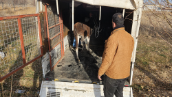 YARALI HAYVAN TEDAVİ ALTINA ALINDI