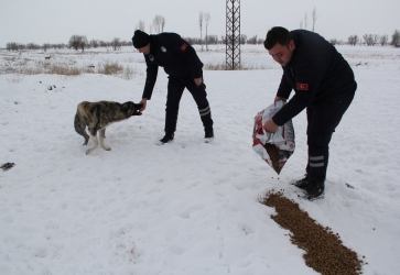 Başkan Recep Bozkurt Sokak Hayvanlarını Unutmadı
