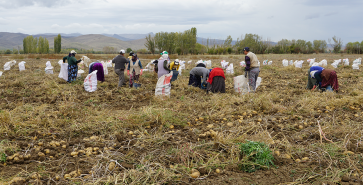 ŞUHUT’TA PATATES HASADINDA SON GÜNLER
