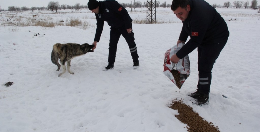 Başkan Recep Bozkurt Sokak Hayvanlarını Unutmadı