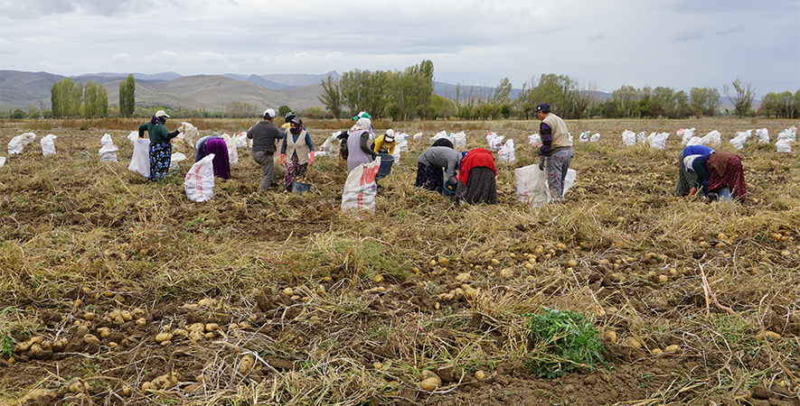 ŞUHUT’TA PATATES HASADINDA SON GÜNLER