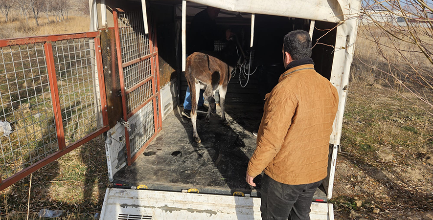 YARALI HAYVAN TEDAVİ ALTINA ALINDI